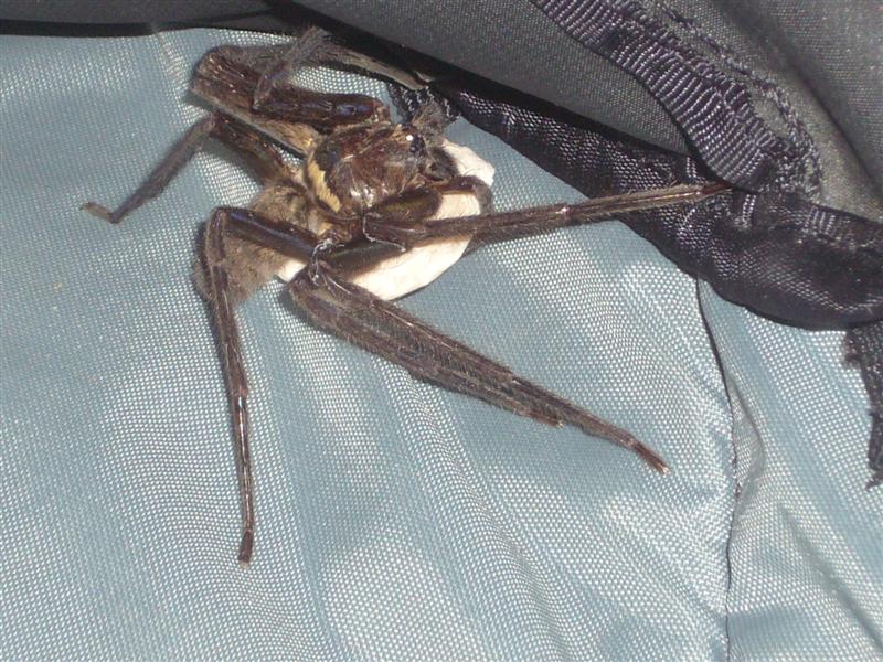 At one point it took a liking to my daypack and I had a hard time evicting it.